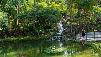 The water cascade is a popular spot for taking photographs. The cascade spills into the small pond below where Lotus (<i>Nymphaea tetragona</i>) can be found.